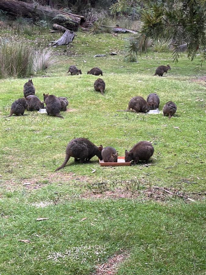 Готель Base Camp Tasmania Нью-Норфолк Екстер'єр фото