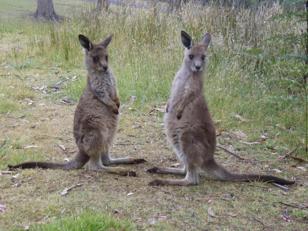 Готель Base Camp Tasmania Нью-Норфолк Екстер'єр фото